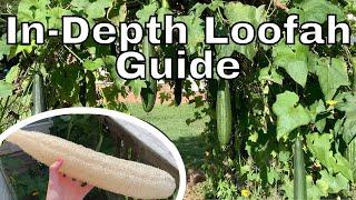 How to Grow Loofah Gourds In-Depth Guide  How to Grow Loofahs Part 3