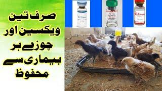 Golden misri vaccinechicks vaccinationHow to chicks vaccineND+IB ND Lasota  Gumboro