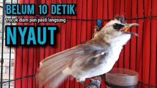 trucukan gacor TARUNG ROPEL PANJANG pancingan trucukan agar bunyi jadikan burung trucuk gacor EMOSI