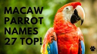 Macaw Parrot Names   27 CUTE  TOP  BEST Ideas  Names