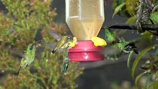 New Discovery Hummingbirds Can Smell