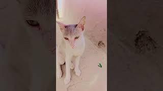 #cat #catlover #kucing #kucinglucu #cute #kitten #softcatvideo #catvideos #cutecats #ai