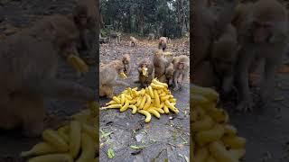 masyaallah ribuan monyet lapar berebut makan pisang