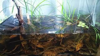 wild betta blackwater biotope