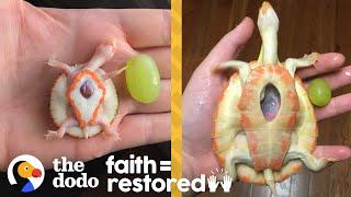 Exposed Heart Turtle Flaps Her Arms Whenever Her Dad Comes Near Her Tank  The Dodo Faith = Restored