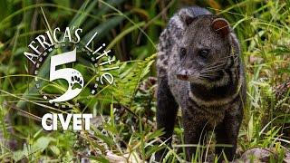 What exactly is the Civet and where is it from?   AFRICAS LITTLE 5