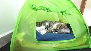 Fluffy Cat has Withdrawn in His Tent