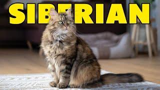 Mengenal Kucing Siberia Ras Kucing Cantik Berbulu Lebat dari Rusia - Siberian Cat