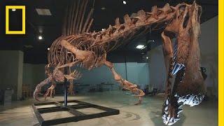 Bigger Than T. rex Spinosaurus  National Geographic