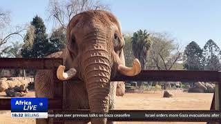 South Africa prepares to release Charlie the zoo elephant into the wild