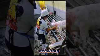 An A-Z procedure of slaughtering a swine.SLAUGHTHERING PROCESS #ladyslaughterer #ladybutcher