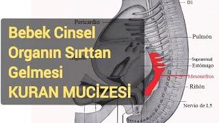 Bebek Cinsel Organın Sırttan Gelme Kuran Mucizesi