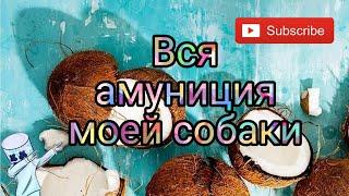 Вся амуниция моей собаки