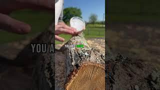 This is how you grow thousands of dollars worth of gourmet mushrooms on oak logs. #mushroom