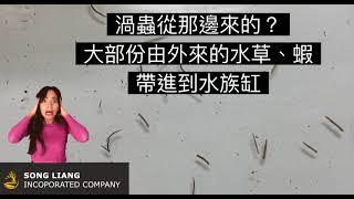 【水族這樣玩】擾人的渦蟲 殺你千遍也不厭倦 殺.....很.......大