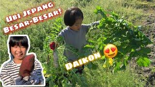 Panen Sayur Bareng Saudara Jepang  Vlog Keluarga Campuran Jepang-Indonesia