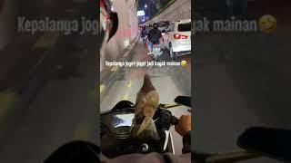 VIRAL  Burung Dara ini nurutt ga mau terbang saat dibawa di motorr #fyp #fypage #fypシ