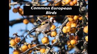 COMMON EUROPEAN BIRDS