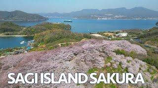 Sagi Island Cherry Blossoms