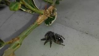 Phiddipus audax 10-20-16