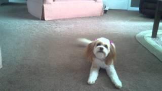 2 year old Cavachon barking and chasing bone