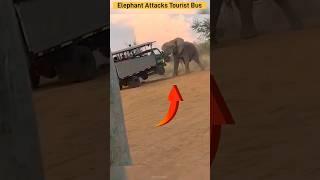 Elephant Attacks Tourist Bus - Pilanesberg national park