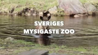 Järvzoo – Nordens vildmarkspark