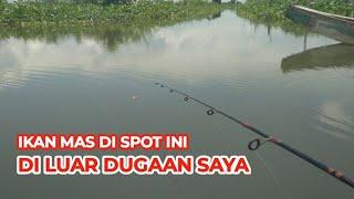 DI LUAR DUGAAN SAYA  STRIKE IKAN MAS DI SPOT INI BIKIN SHOCK