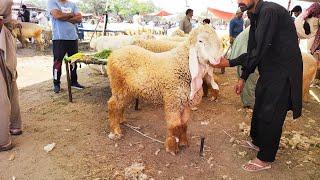 Wednesday Update  Lahore Bakra Mandi  Kajle Chatre  Katu Maal  Mazhar Biba Official