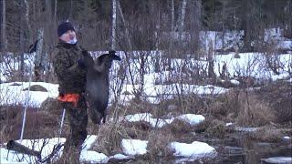 Majavan metsästys Beaver Hunting 2022 Jakso 1