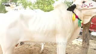 Today Domail Mandi Fatehjang Rate’s update23Aug2024-Part07Sunny Video Fateh Jang Cow Mandi 2024