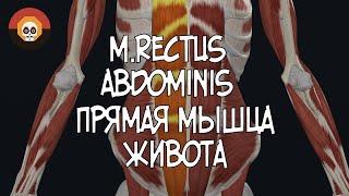 Прямая мышца живота m.rectus abdominis 3D Анатомия