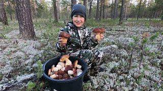 ЗАКРЫЛИСЬ ПОЛНЫМ ВЕДРОМ ГРИБОВ ПОСЛЕДНИЙ УРОЖАЙ БЕЛЫХ ГРИБОВ СОБРАЛИ В ЛЮБИМОМ ЯМАЛЬСКОМ ЛЕСУ