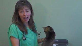 Flea and tick PyrethrinPyrethroid Poisoning in Cats  Dr. Justine Lee