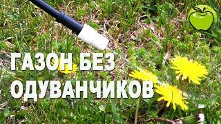 Газон без одуванчиков. Как избавиться от одуванчиков на газоне