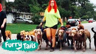 Life With 30 Dogs   Furry Tails