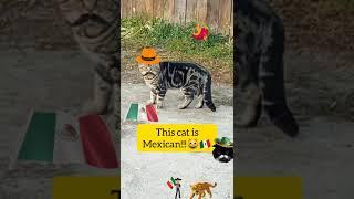 Mexican cat 22 Million views on Tik Tok