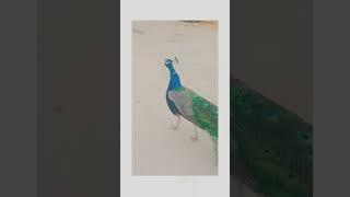 angry peacock  #youtubeshorts #shortvideo #birdsoundvideo #viral #birdconservation #vlog #6000