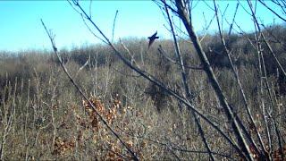 Marmara Çulluk Avı   Woodcock & Beccacia Hunter