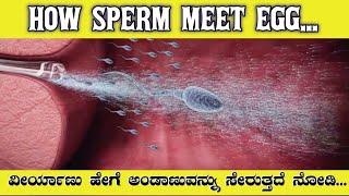 How Sperm Meet Egg In Kannada  Gfacts  how sperm meets egg