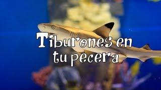 Tiburones en tu Pecera - VichoTops