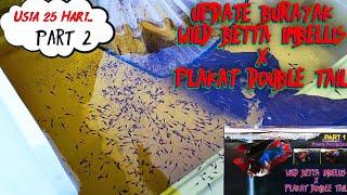 Burayak Wild Betta Imbellis x Plakat Double Tail Usia 25 hari