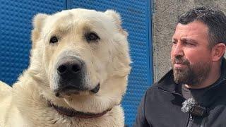 WORLD BIGGEST WOLF KILLER SHEPHERD DOGS  WHITE LIONS