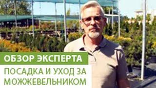 Посадка и уход за можжевельником