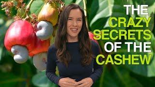 The Crazy Secrets of the Cashew Why Cashews Are Never Sold in Their Shells