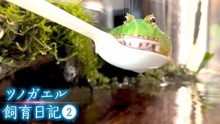 ツノガエルが溺れる！？｜飼育2週間目の様子（pacman frog care）②