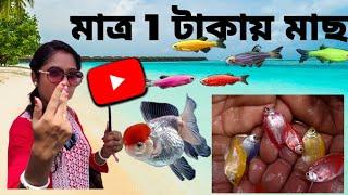 kolkata galiff street  biggest aquarium fish market in kolkata   recent fish price