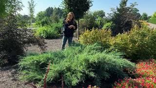 Montana Moss Juniper