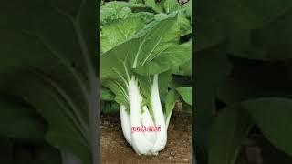 Poly Tunnel Crops  Nature Agro pvt Ltd