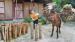 Use Horse To Carry Dry Firewood Goes To Sell - Buy Corn Grain For Horse Feed. Ly Tieu Toan